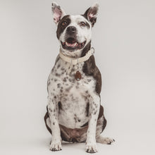 Load image into Gallery viewer, TICKLESS PET - Ultrasonic tick and flea repeller for pets at home
